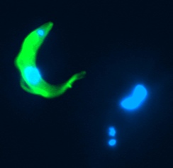 Trypanosomes undergoing differentiation